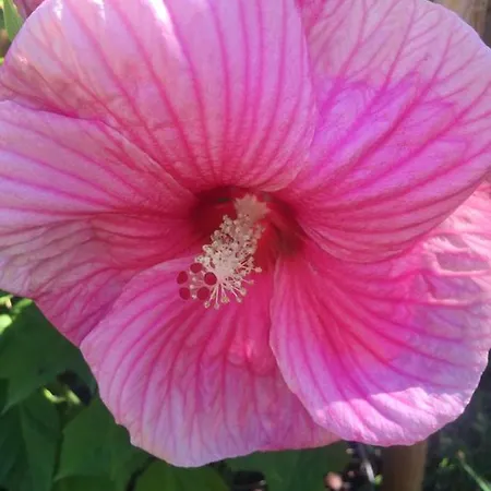 Villa Raffinee A Avec Piscine Privee Et Jacuzzi Foix