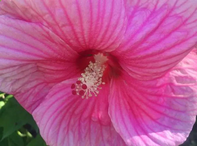 Villa Villa Raffinee A Foix - Piscine Et Jacuzzi Foix